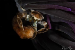 Porcelain Crab in the shadows by Morgan Riggs 